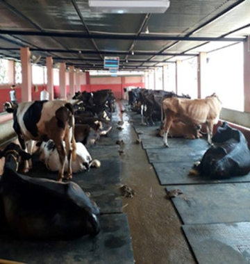rubber cow mat supplier
